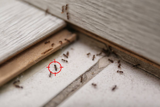 Best Best Pest Control Companies  in Stockdale, TX