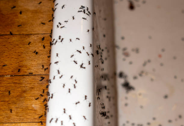 Best Pest Prevention Services  in Stockdale, TX