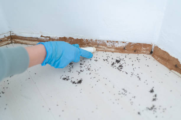 Flea Control Services in Stockdale, TX